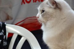 02-03.09.2017 International Cat Show Žilina