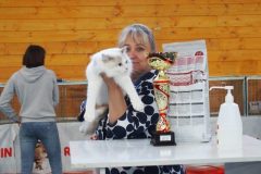 ELWIRKA Jennifer World*PL BOB – BEST of the BEST najpiękniejszy kot całej wystawy Żylina!!!