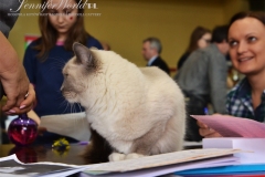 International Cat Show w Bielsku Białej