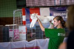 International Cat Show Partizanske
