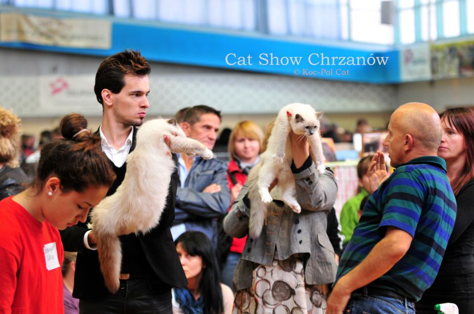 Porównanie kociąt w klasie 12 ANASTAZJA Jennifer World*PL – Ex1 Cat Show Chrzanów 2012. Zdjęcie udostępnione przez hodowlę PL*Koc-Pol Cat
