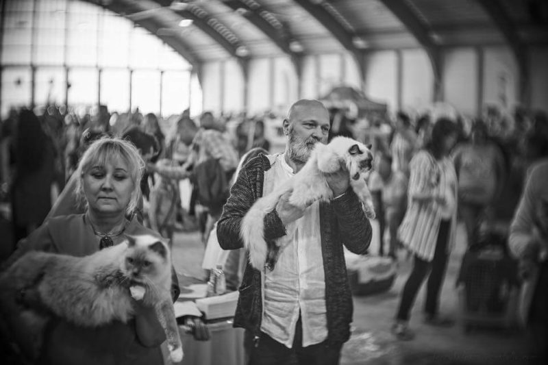 ANASTAZJA &amp; ELEKTRA Jennifer World*PL – porównanie do NOM BIS Międzynarodowa Wystawa Kotów Sopot 2018 foto Jerzy Kulesza